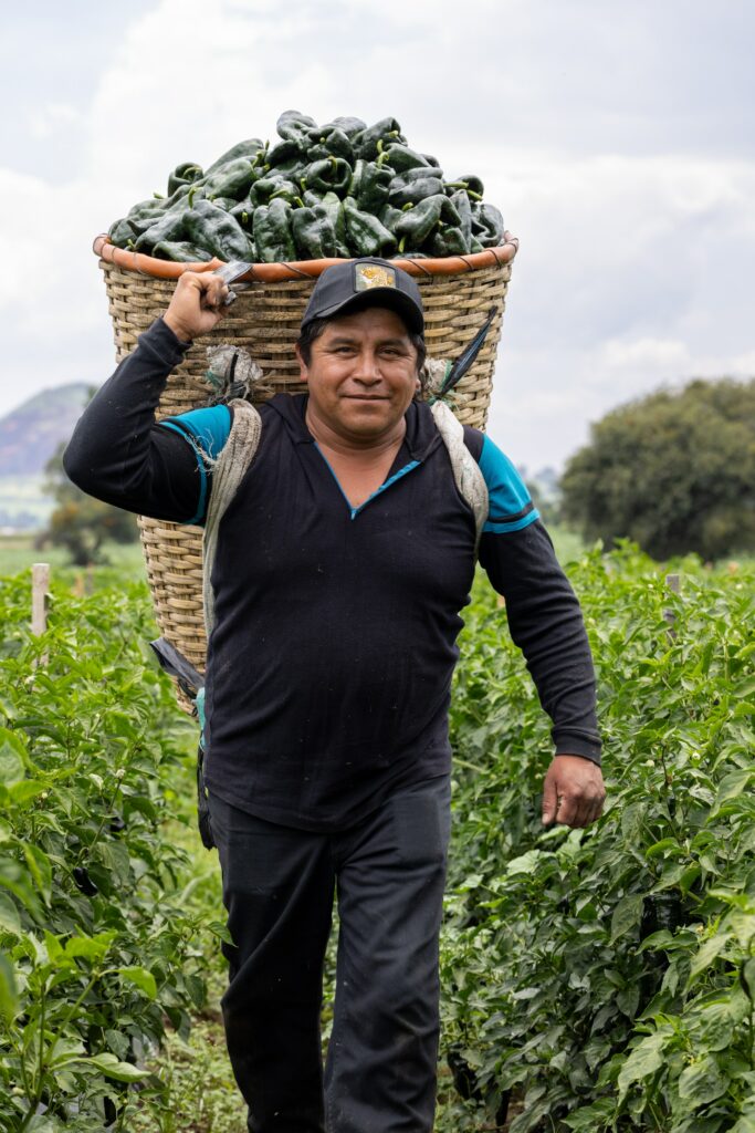 A basket of poblano pepper carried by a man on his back