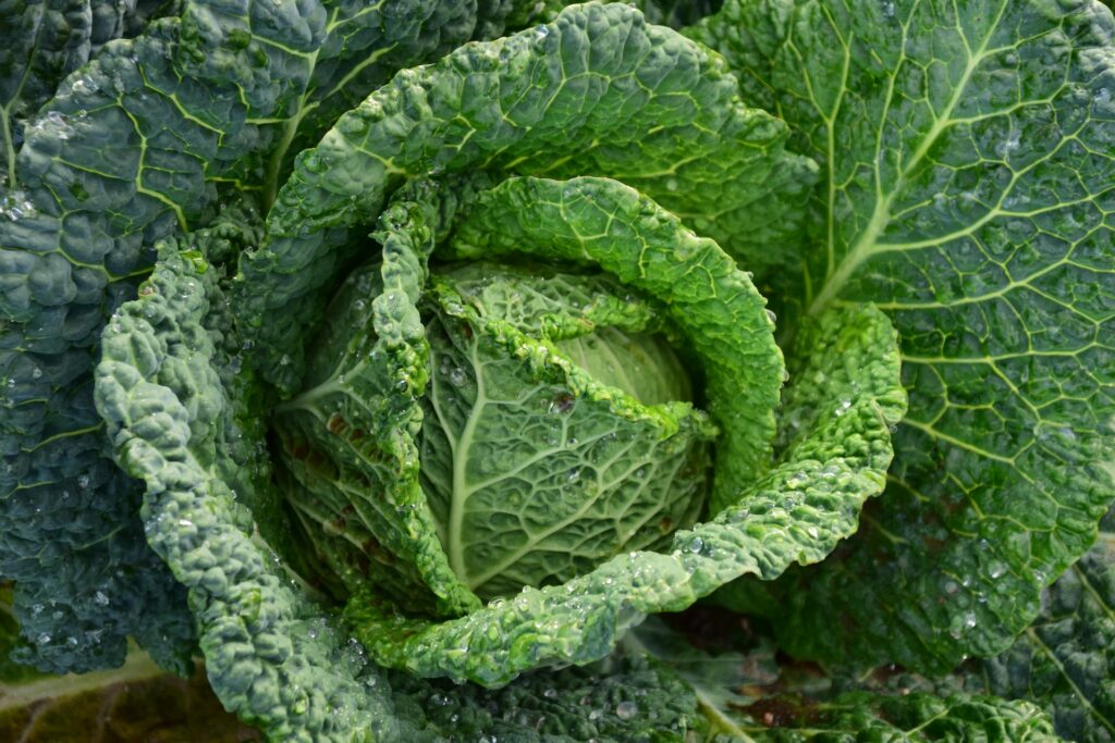 An image of a cabbage