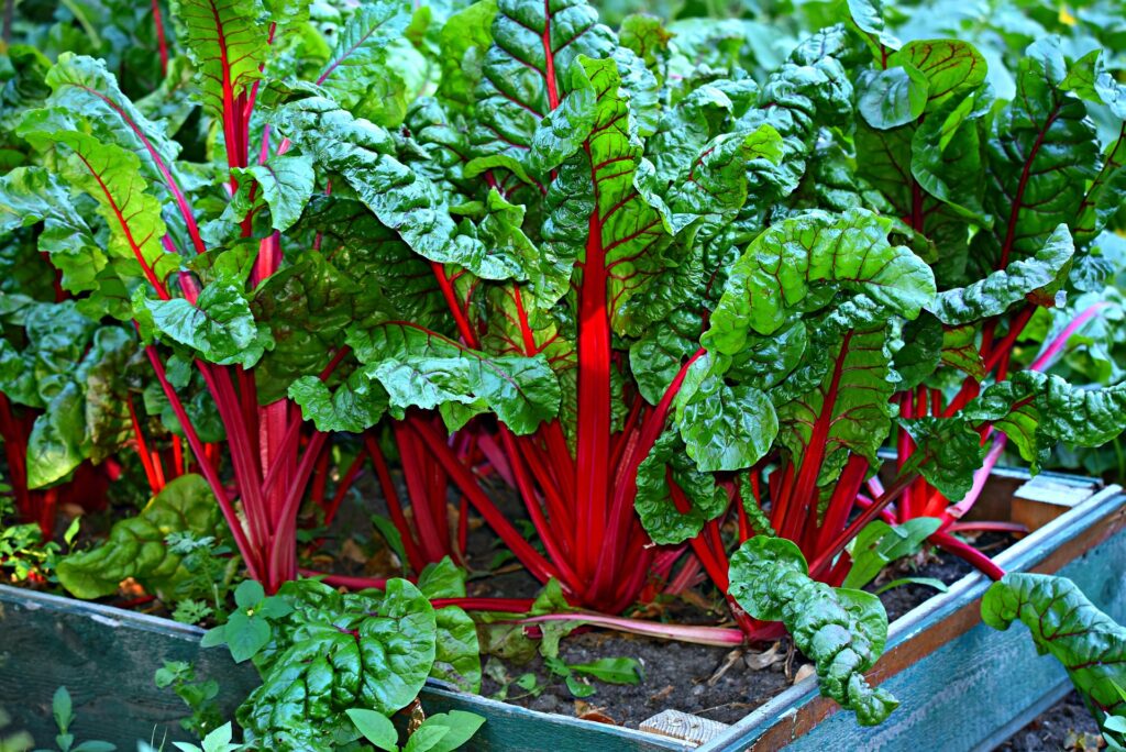 An image of swiss chard on a garden box