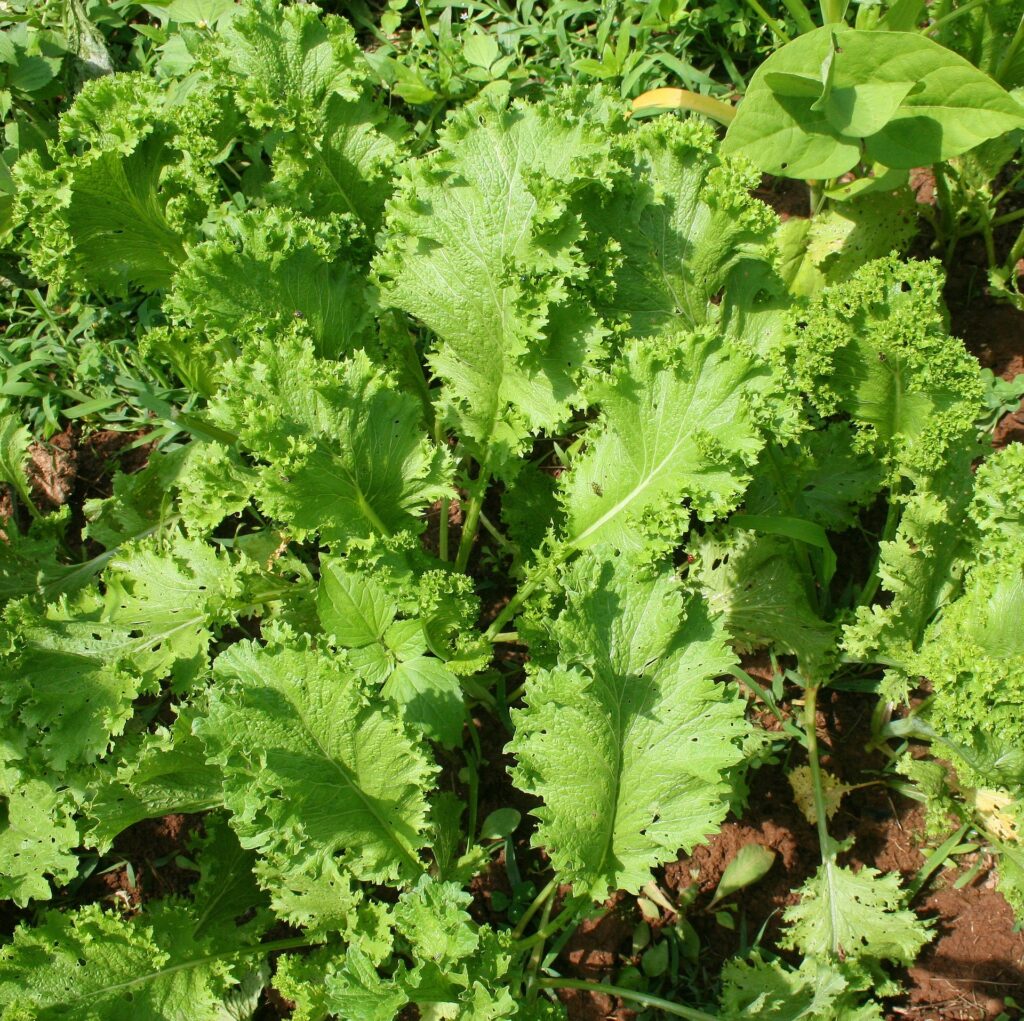 An image of mustard greens