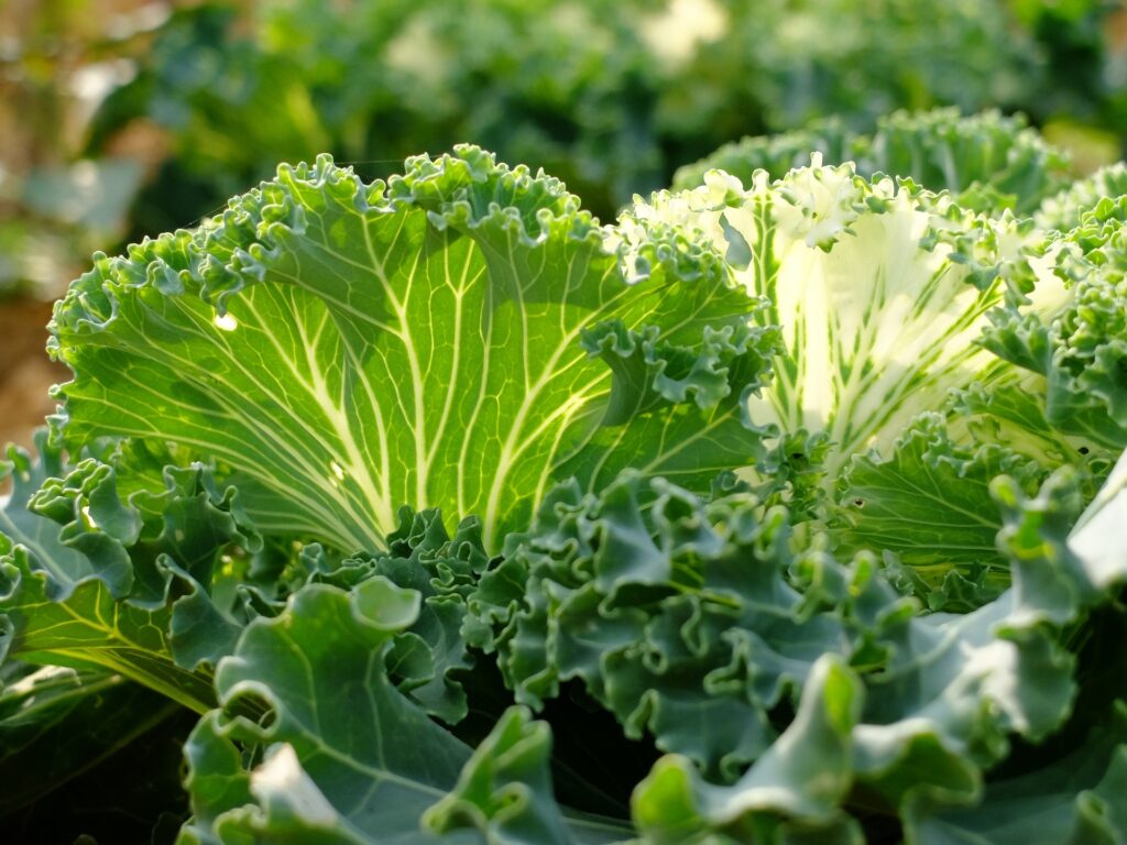 An image of collard greens