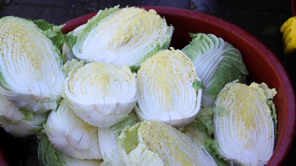 Cut napa cabbages for kimchi