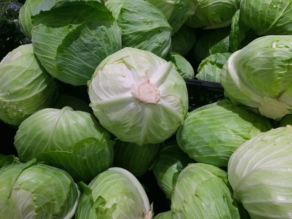 Green cabbages stacked with each other
