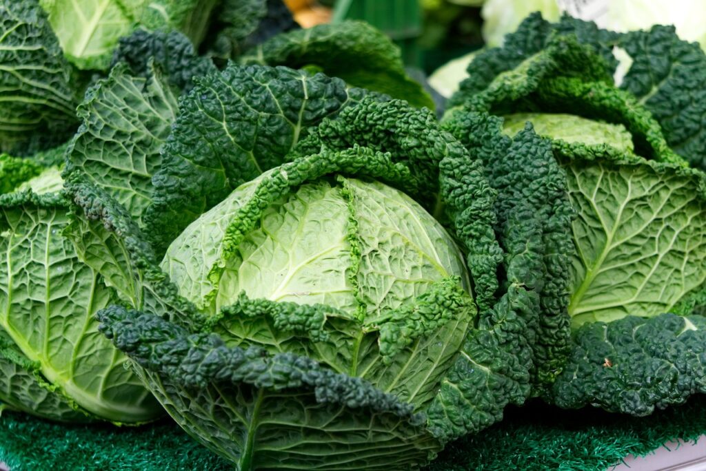 A fresh green cabbage