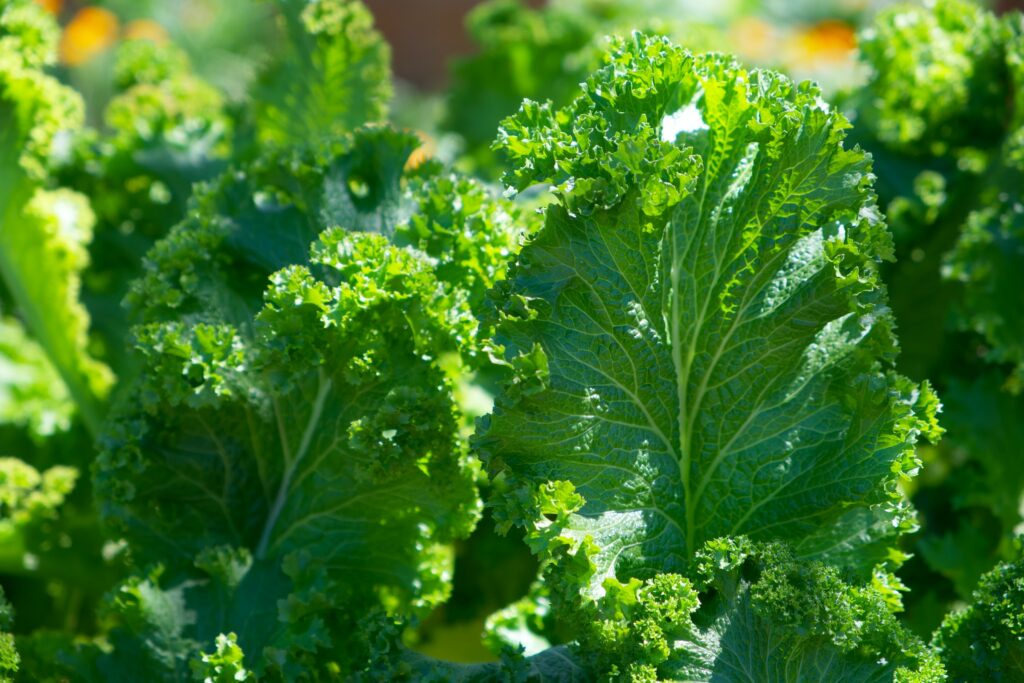 A close up photography of a green leafy vegetables