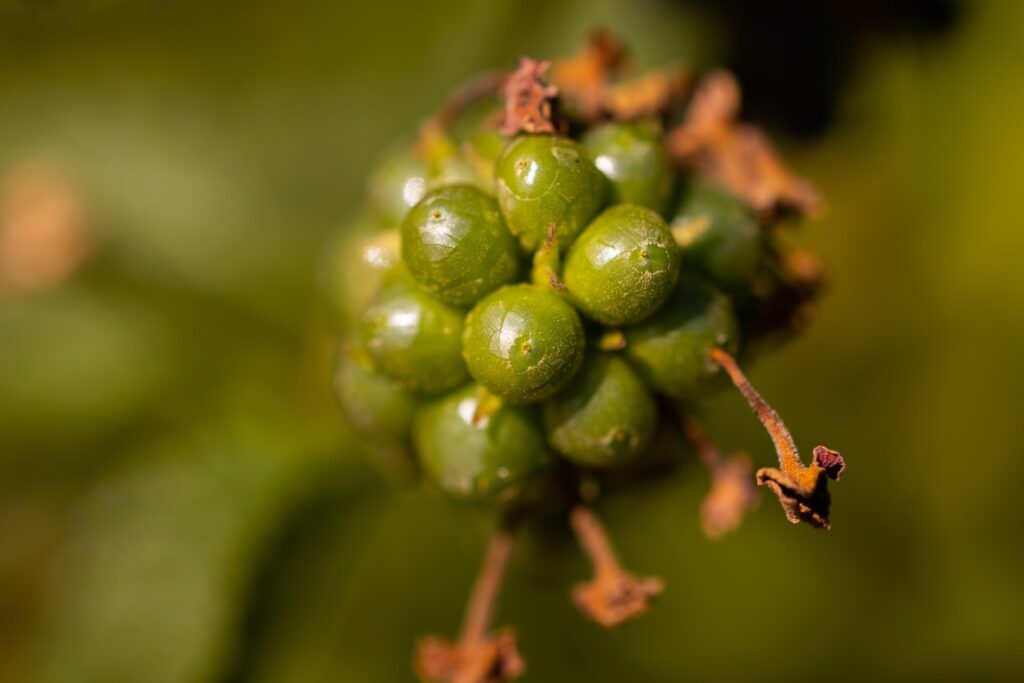 An image of fresh green peppercorns