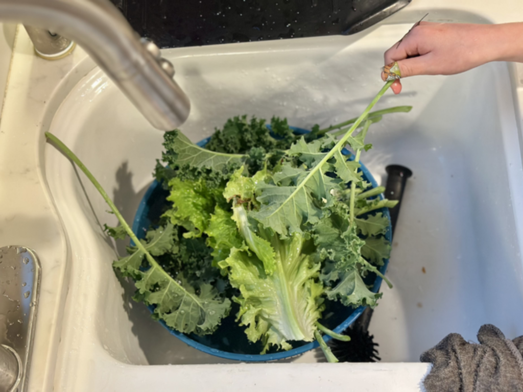 Fresh kale being washed in a sink with a blue colander