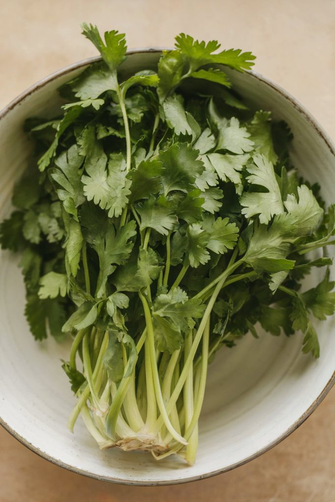 Cilantro